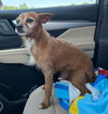 adoptable Dog in  named Carl /Dale DD