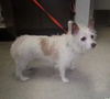 adoptable Dog in columbia, TN named Bella DD