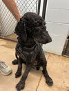 adoptable Dog in  named Coal/Fang DD (black poodle)