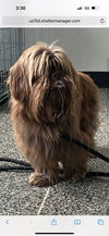 adoptable Dog in columbia, TN named Jeffery