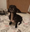 adoptable Dog in columbia, TN named Vienna ~
