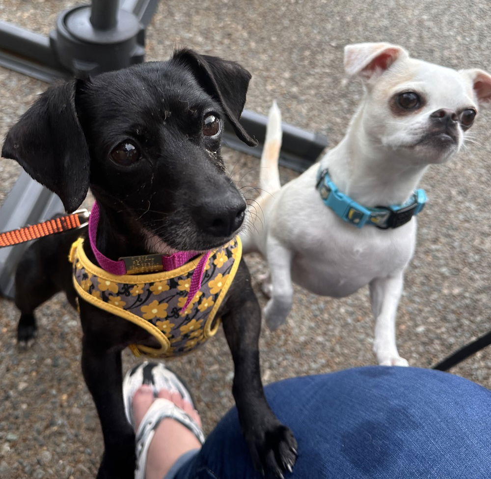 adoptable Dog in Columbia, TN named Vienna ~