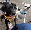 adoptable Dog in  named Vienna ~