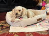 adoptable Dog in  named Isabell~