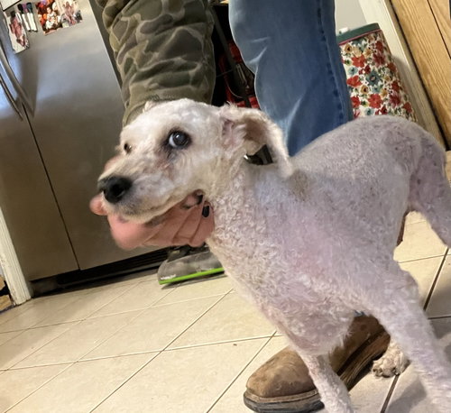 ISABELL ~ - Poodle (Miniature) available for adoption