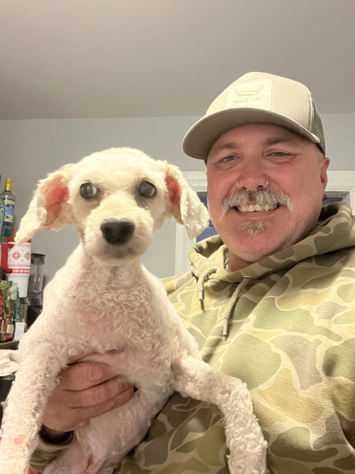 ISABELL ~ - Poodle (Miniature) available for adoption