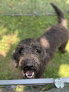 adoptable Dog in columbia, TN named Jack/Madden DD