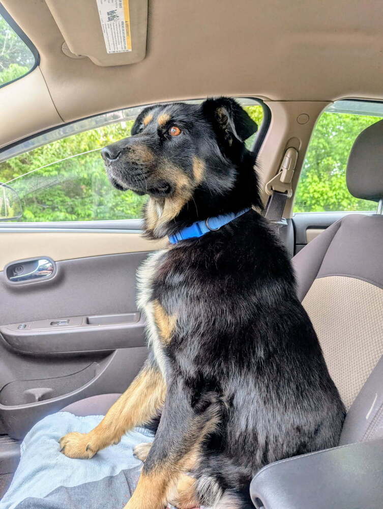 adoptable Dog in Columbia, TN named Jasper CP