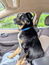 adoptable Dog in  named Jasper CP
