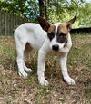 adoptable Dog in  named Bob CP
