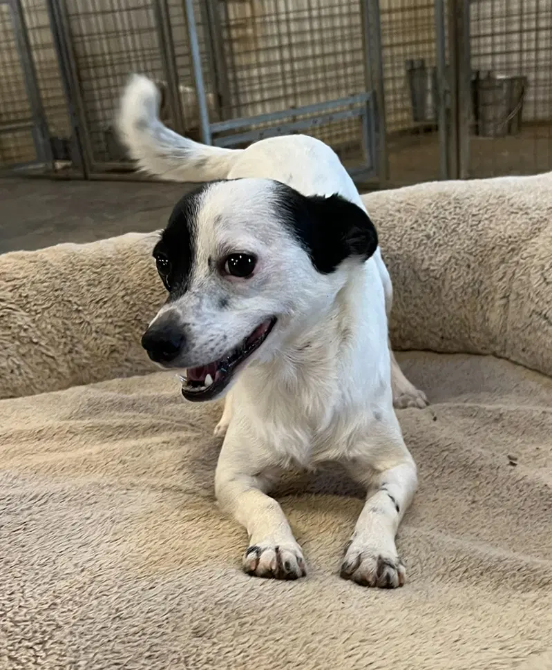 Uno - Rat Terrier