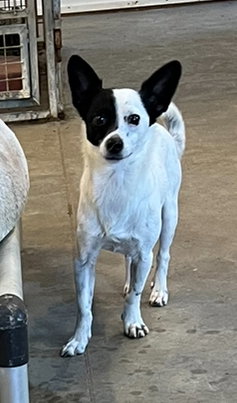 UNO * - Rat Terrier / Chihuahua available for adoption
