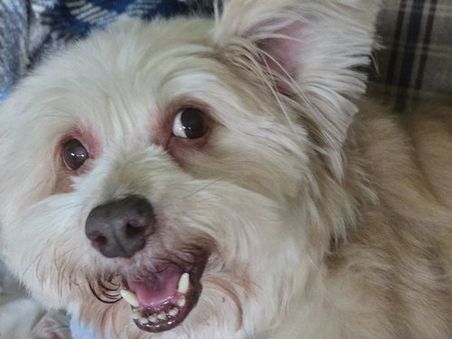 picture of the dog needing adoption