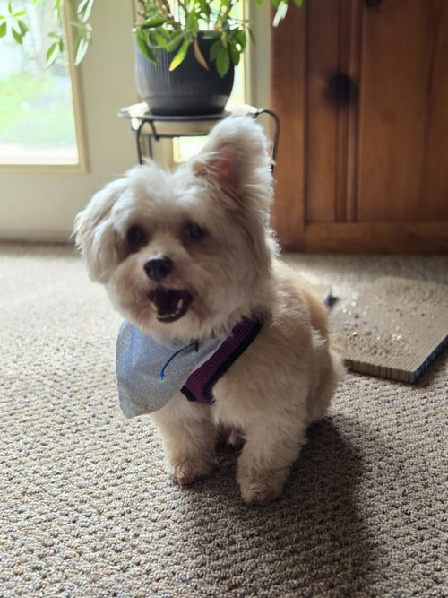 RAFAEL ~ - Cairn Terrier available for adoption