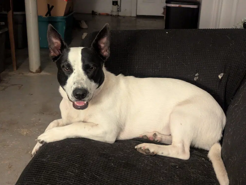 Pearl   Cp - Terrier