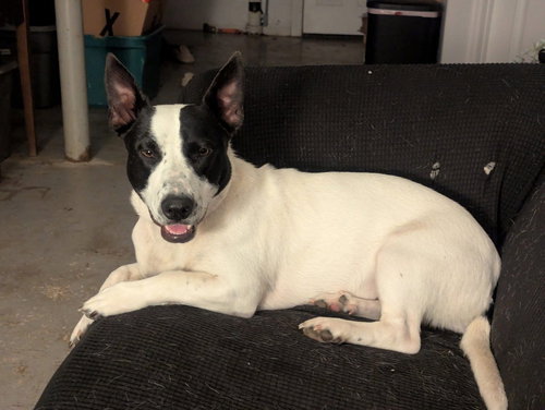 picture of the dog needing adoption