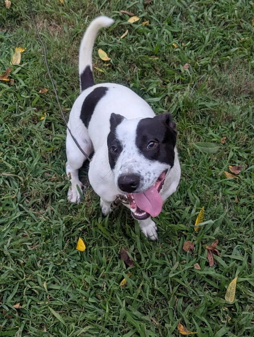 PEARL +. ~ CP - Terrier available for adoption