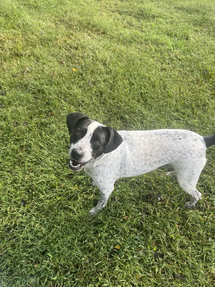 Birdie - Pointer