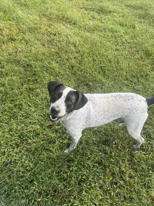 picture of the dog needing adoption