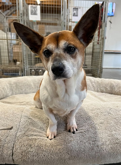 BRONCO* - Jack Russell Terrier available for adoption