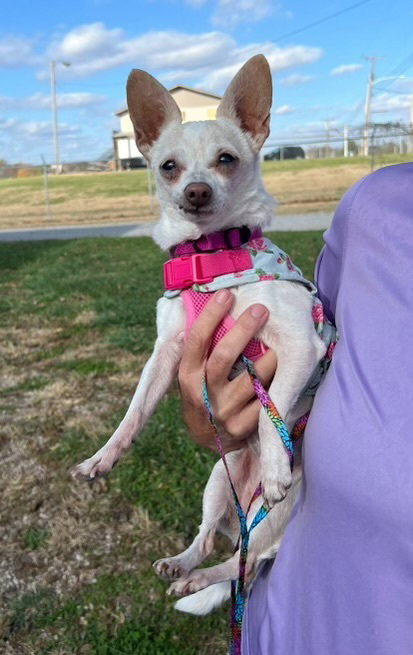 MABLE(MABELINE)~ - Chihuahua available for adoption