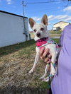 Mable(Mabeline)~ - Photo 3