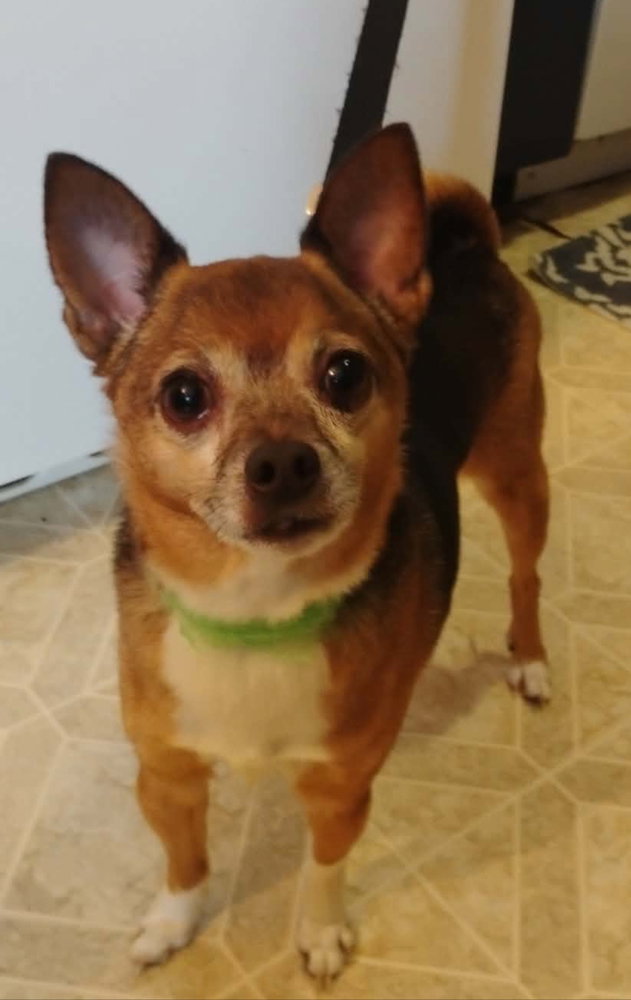 Terrier