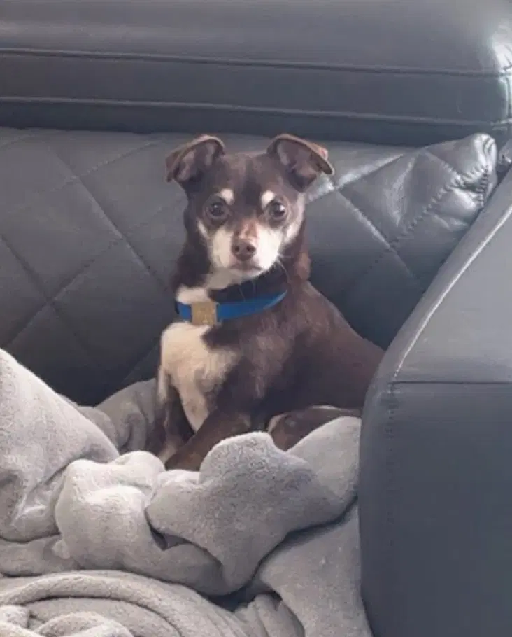 Jax - Chihuahua