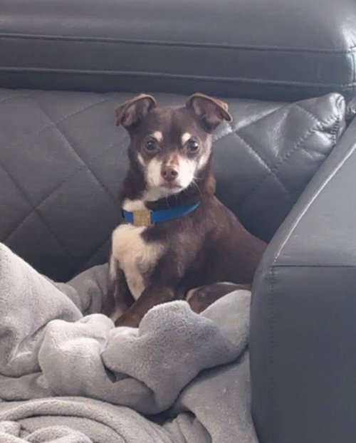picture of the dog needing adoption
