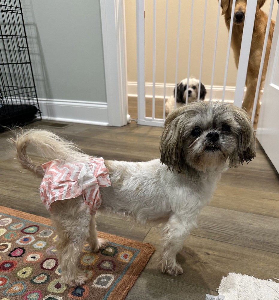 Bella (1/21/26 CC)~