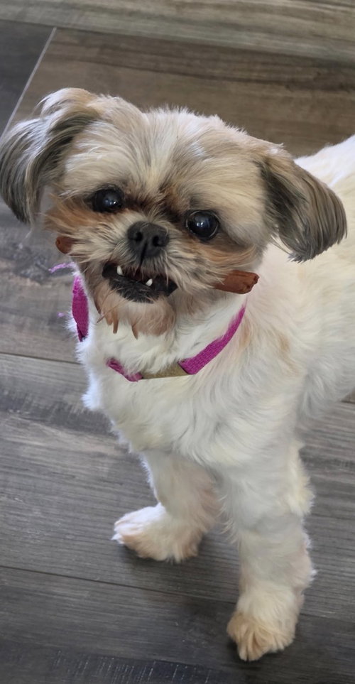 Bella (1/21/26 CC) photo 2