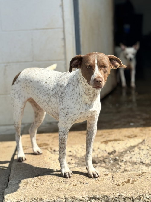 picture of the dog needing adoption