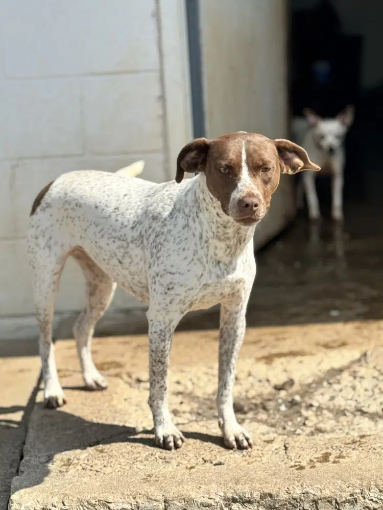 Lucy - Pointer