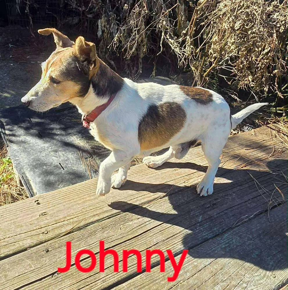 Johnny - Jack Russell Terrier