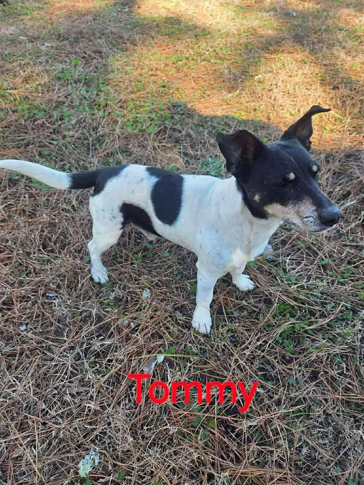 Tommy - Jack Russell Terrier