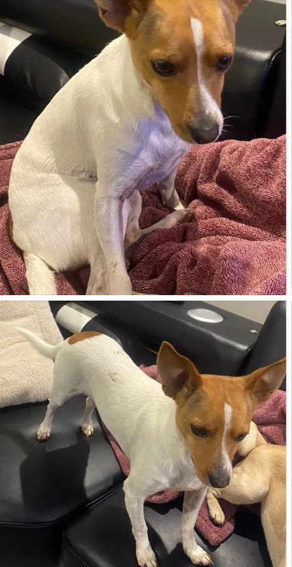 picture of the dog needing adoption