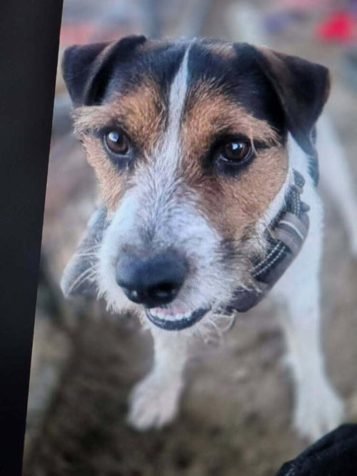picture of the dog needing adoption