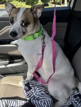 picture of the dog needing adoption