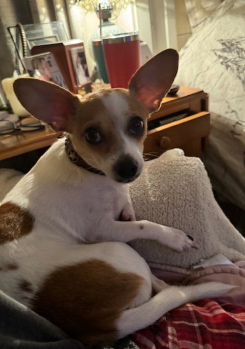 picture of the dog needing adoption