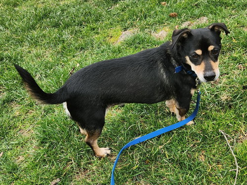 picture of the dog needing adoption