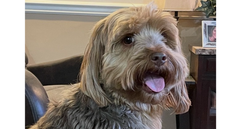 Rocky CP~, an adoptable Yorkshire Terrier Yorkie in Columbia, TN