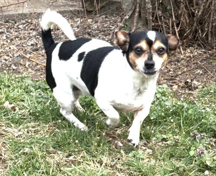 Terrier