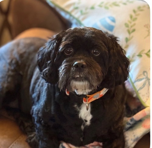 picture of the dog needing adoption