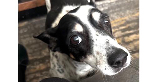 Baby Girl, an adoptable Terrier in Columbia, TN