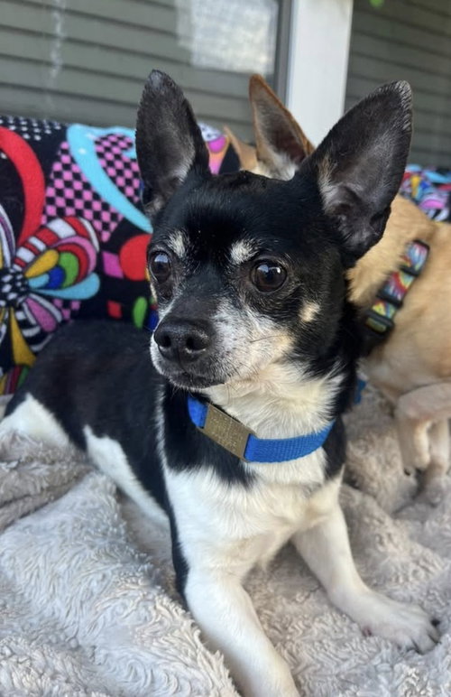 Moe~, an adoptable Chihuahua in Columbia, TN