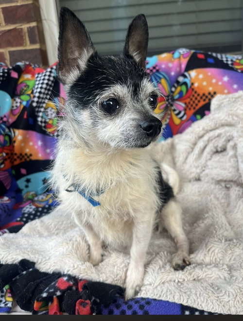 Curly~, an adoptable Chihuahua in Columbia, TN