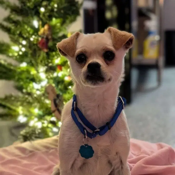 Layla - Chihuahua