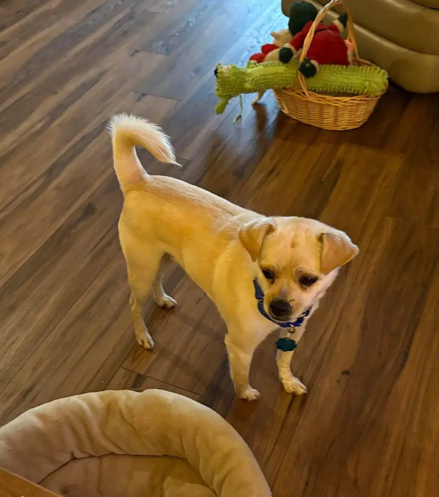 Layla image 4