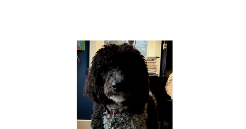 picture of the dog needing adoption