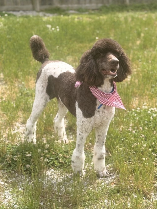 West - DD (Deacon), an adoptable Poodle in Columbia, TN